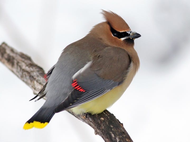 Ian Davies | Macualay Library | Cedar Waxwing